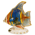 Royal Crown Derby Tropical Collection Pacific Angel Fish Paperweight Charterwells